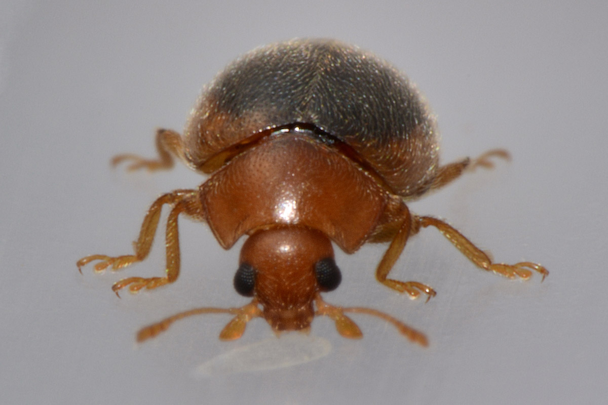 Coccinellidae: Rhyzobius cfr. litura